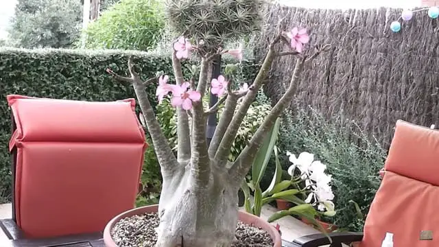 Adenium Arabicum